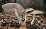 pluteus cervinus